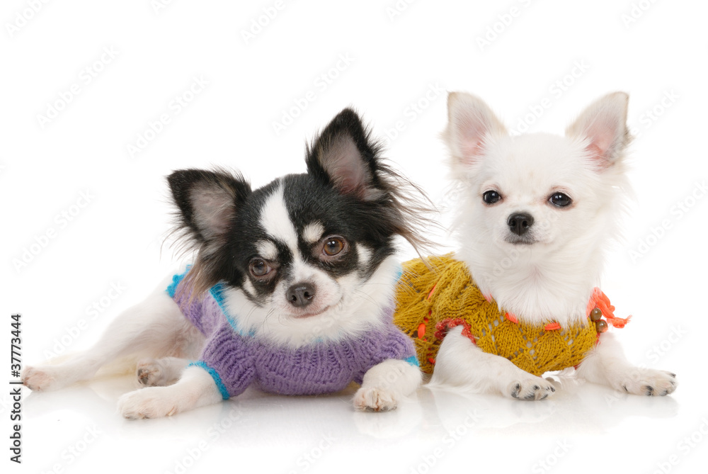 Two Chihuahua dogs in clothing Two Chihuahua dogs in clothing