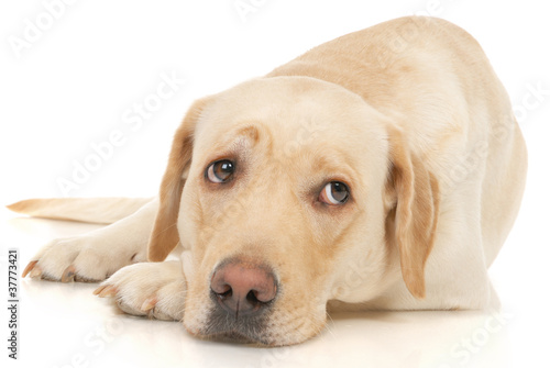 Labrador Retriever isolated on a white background