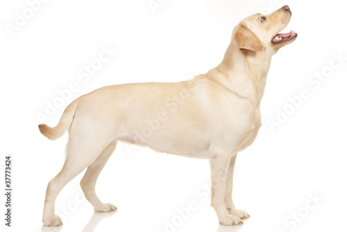 Labrador Retriever isolated on a white background photo