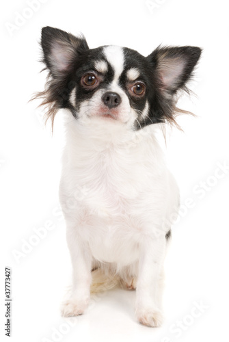 Chihuahua on the white background in the studio © steamroller