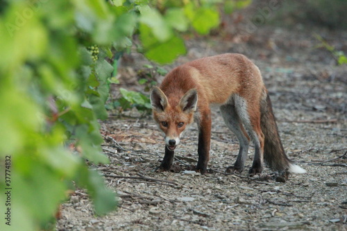 Renard roux