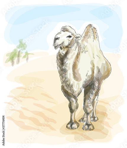 Camel Bactrian. Watercolor style.