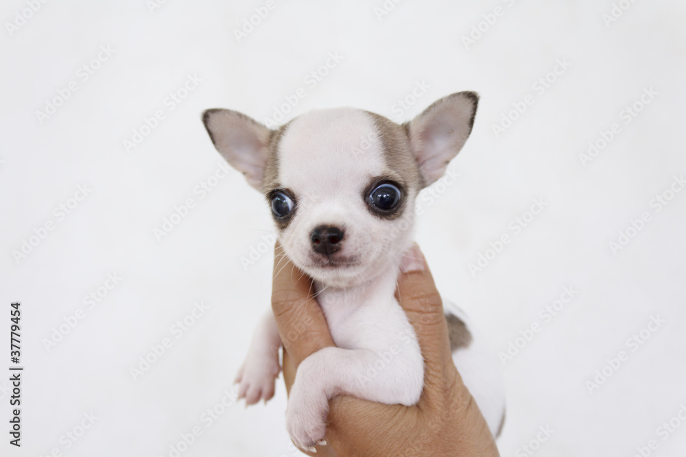 Chihuahua Puppy