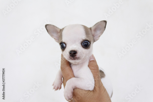 Chihuahua Puppy © Suphatthra China