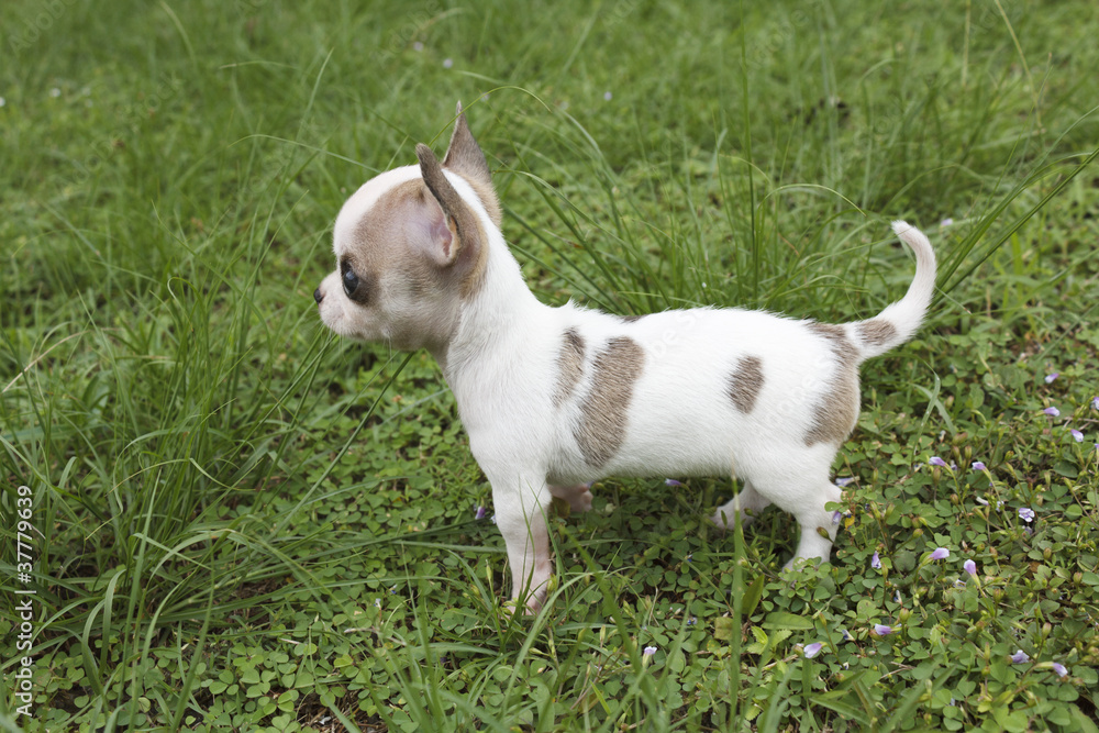 Puppy chihuahua Puppy chihuahua
