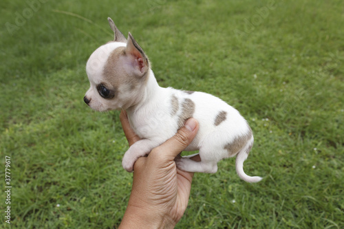 Chihuahua Puppy © Suphatthra China