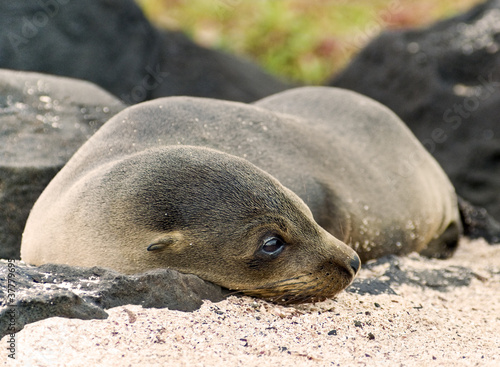 Sea Lion Cub Peacefully Resting on a Galapagos Beach