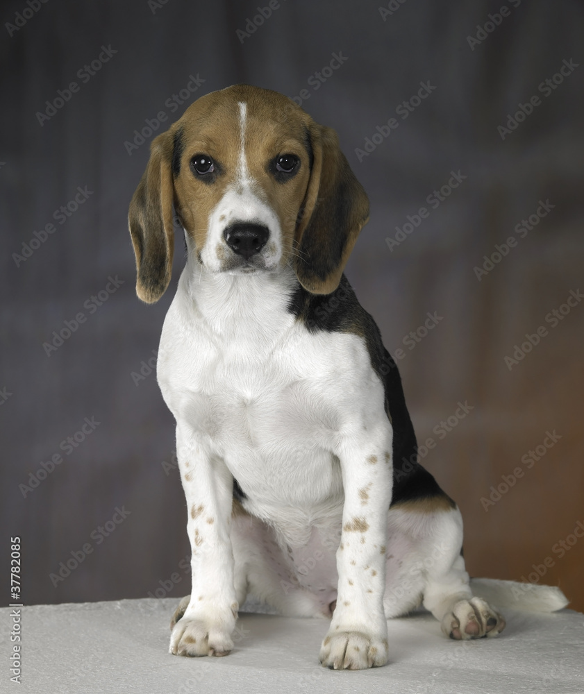 young dog portrait