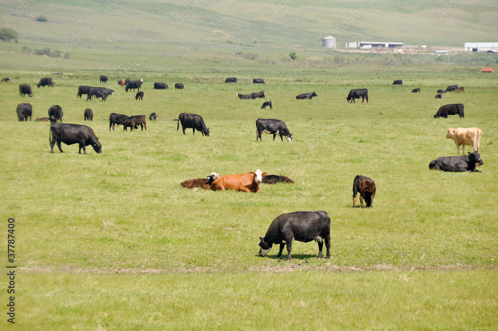 Cows on green meadow, Canada