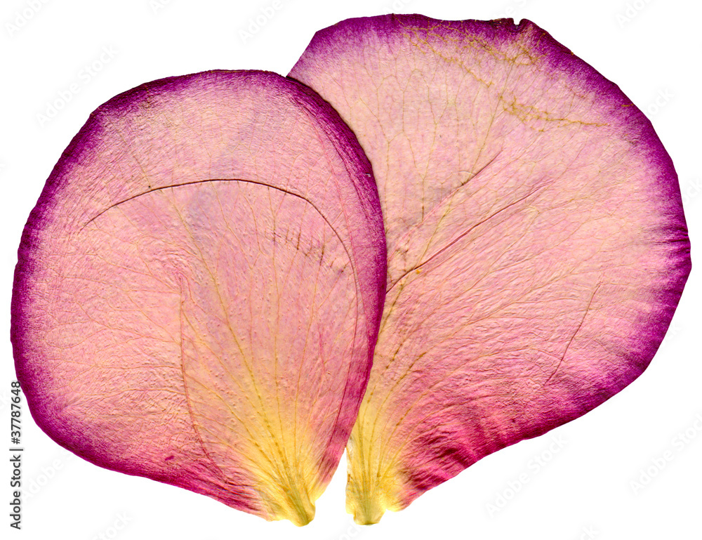 Fototapeta premium A macro photograph of two dry pink rose petals with visible veins and a papery texture, isolated on a white background.