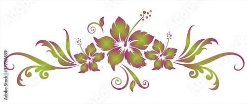 Hibiskus Ranke