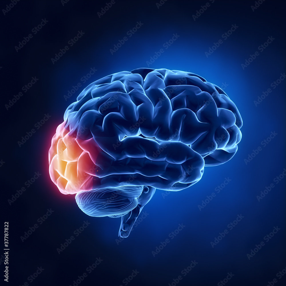 Occipital lobe - Human brain in x-ray view Occipital lobe - Human brain in x-ray view