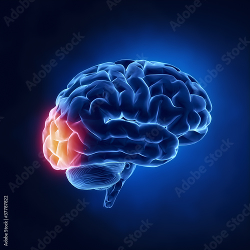 Occipital lobe - Human brain in x-ray view photo