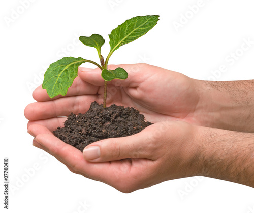 Cabbage sapling in hand
