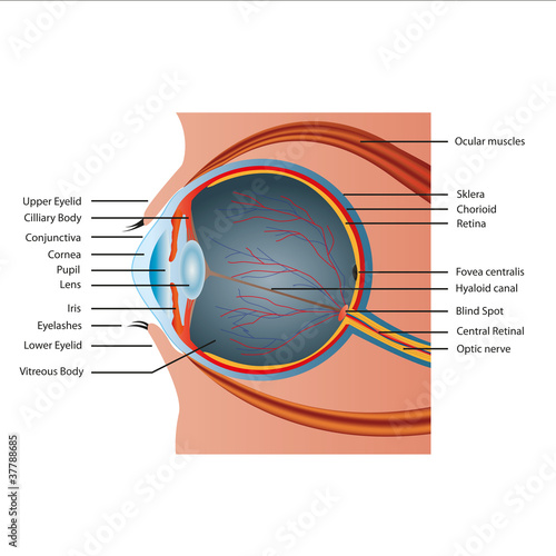 eye strukture with english deskription