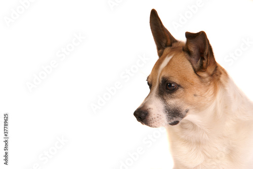 Hund Jack Russel Terrier Weißer Hintergrund © morelia1983