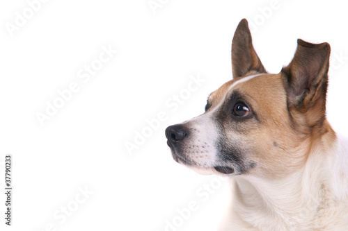 Hund Jack Russel Terrier Weißer Hintergrund © morelia1983