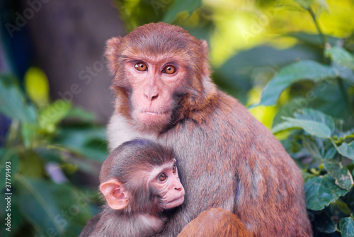 mother chimpanzee huges her cute baby © malexeum