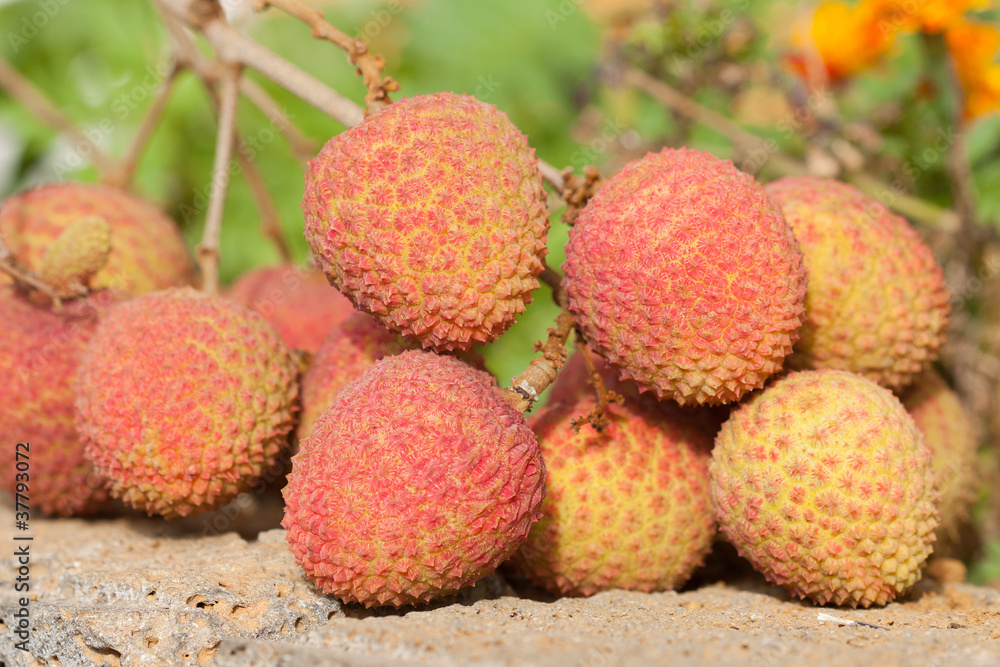 Bunch of ripe litchi Bunch of ripe litchi