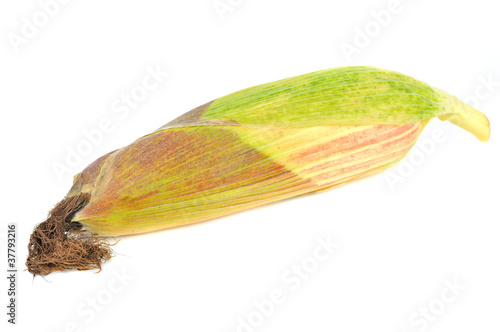 Unhusked Corn on the Cob Isolated on White Background photo