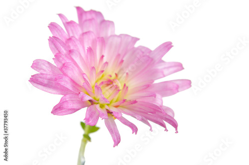Beautiful Pink Chrysanthemum Flower on White Background