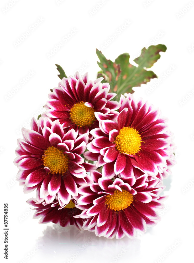 beautiful chrysanthemum isolated on white beautiful chrysanthemum isolated on white