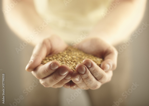 Wheat grains in the male hands. Harvest concept