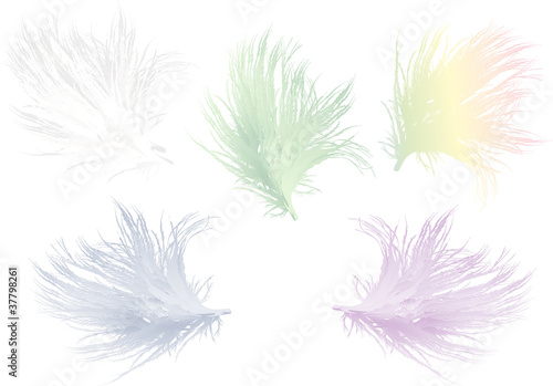 five color feathers isolated on white