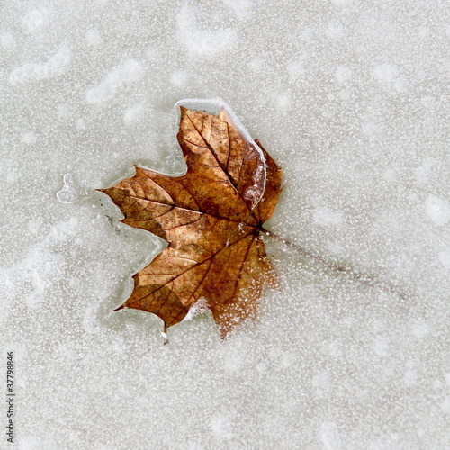 eingefrorenes Blatt auf dem Weiher
