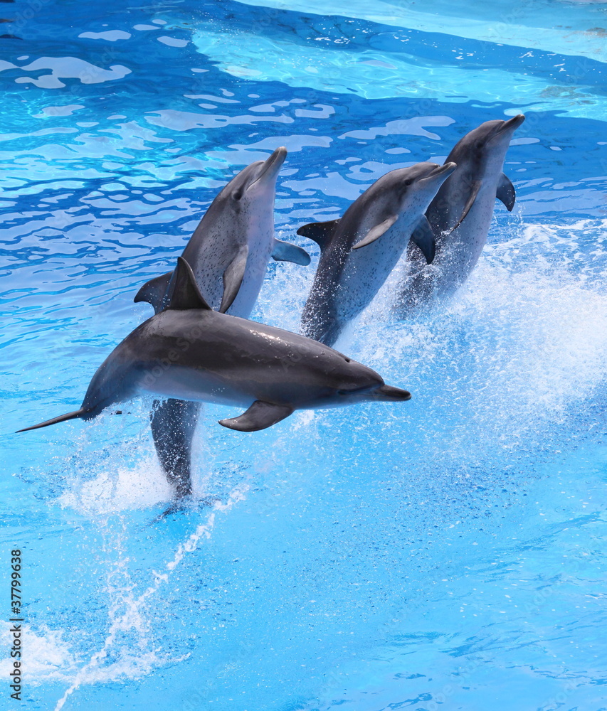 Fototapeta premium little dolphins jumping out of water