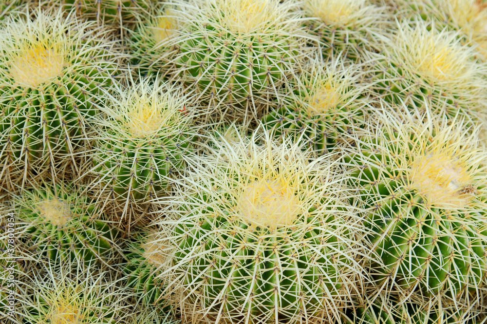 barrel cactus barrel cactus