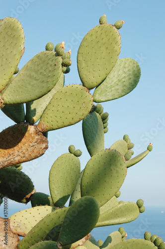 Blooming paddle cactus