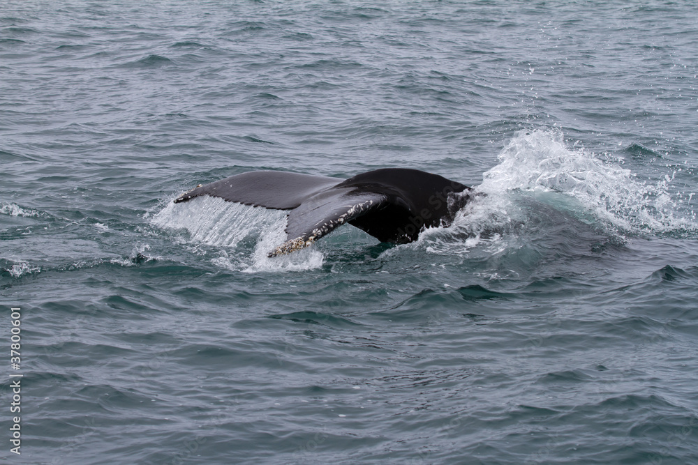 Fototapeta premium Walflosse