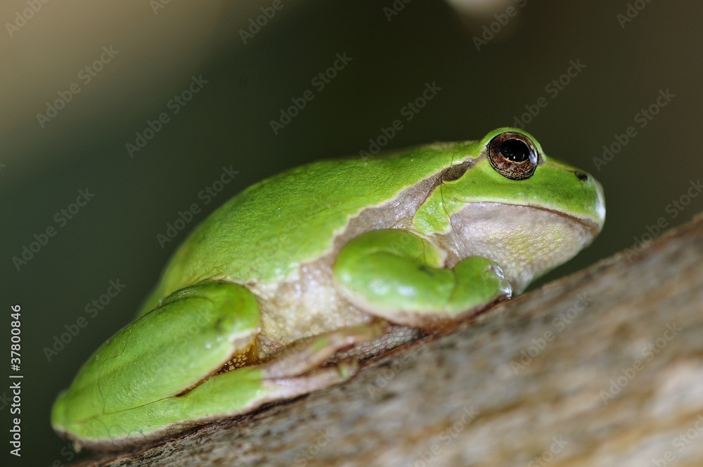 Common Treefrog (Hyla arborea kretensis), Crete Common Treefrog (Hyla arborea kretensis), Crete