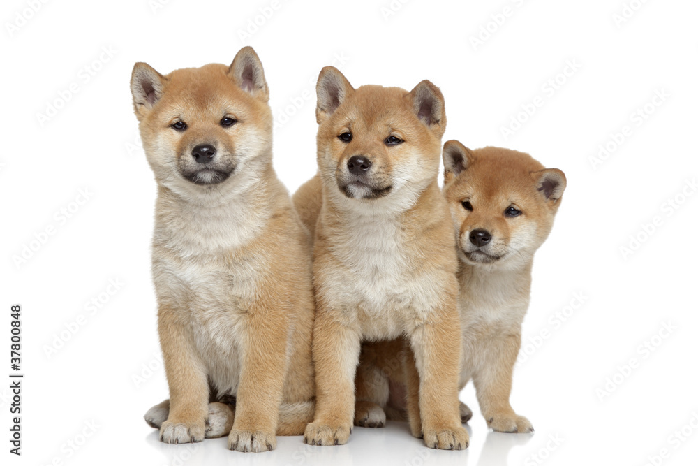 Shiba-inu puppies on white background