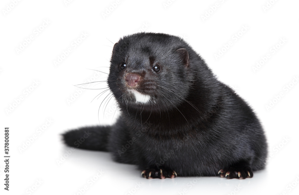 Black well-fed mink on white background Black well-fed mink on white background