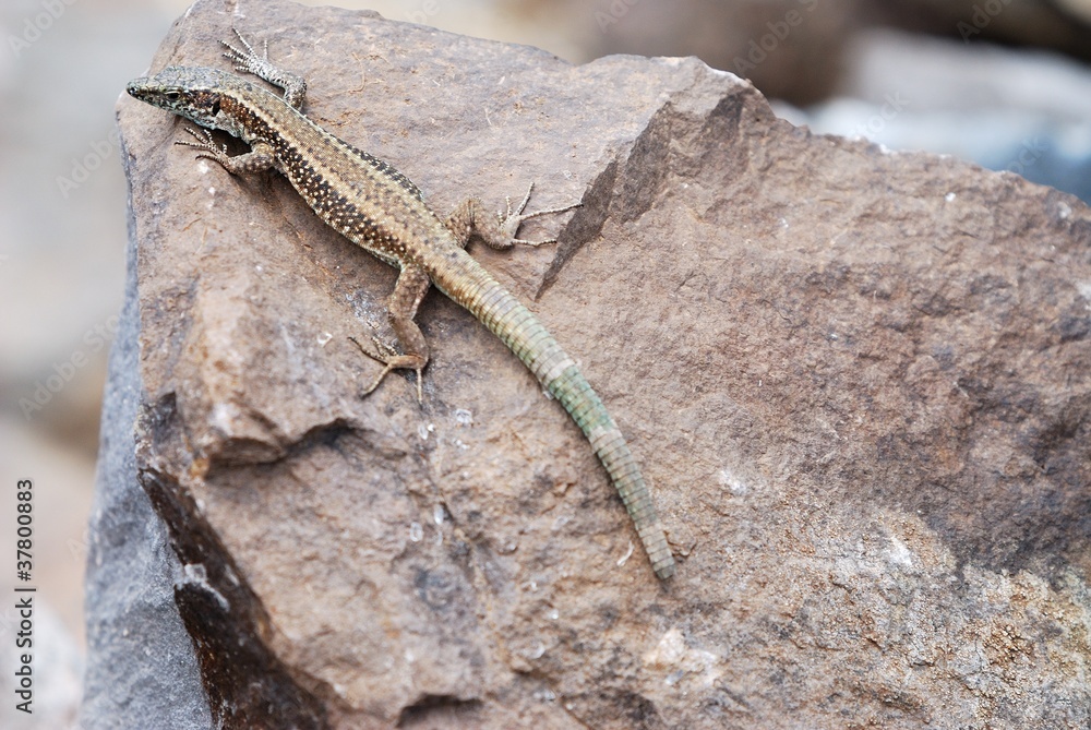 Madeira Wall Lizard (Teira dugesii) Madeira Wall Lizard (Teira dugesii)