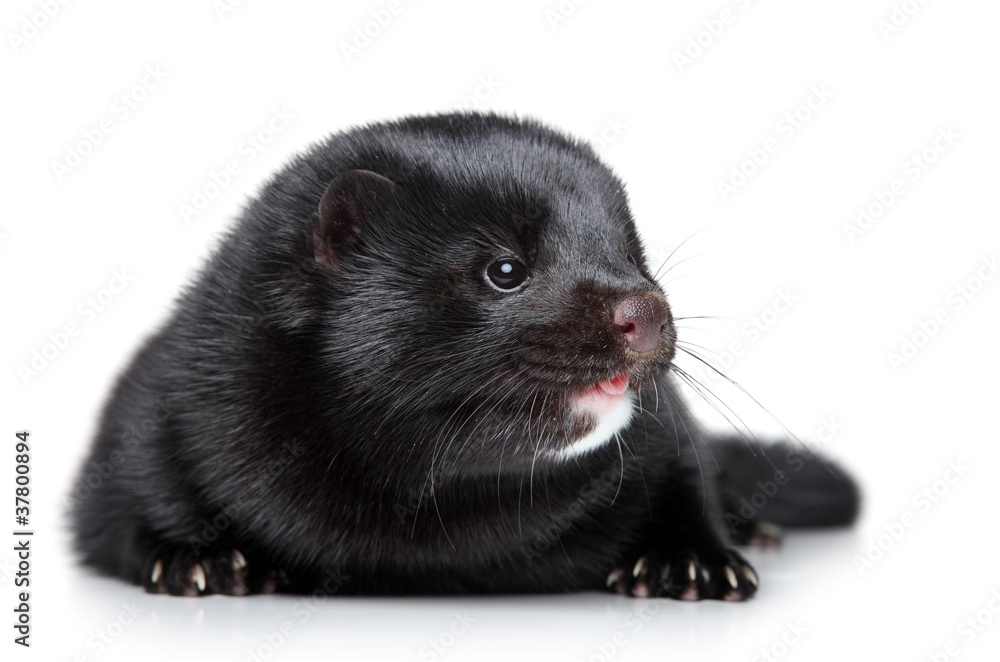 Obraz premium Black well-fed mink on white background