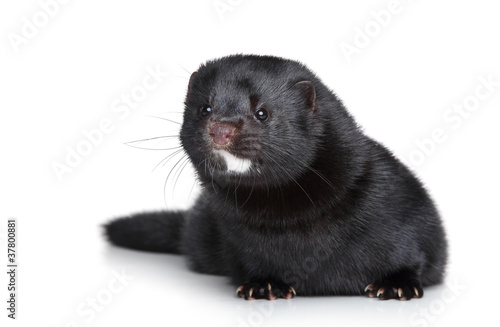 Black well-fed mink on white background photo