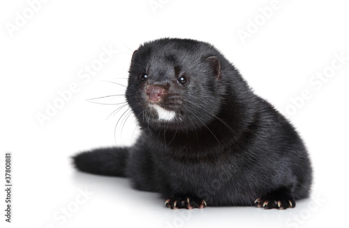 Quadro em tela Black well-fed mink on white background
