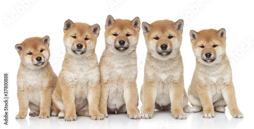 Shiba inu puppies portrait