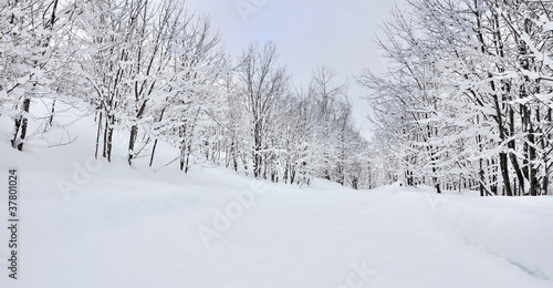 forêt recouverte de neige © coco