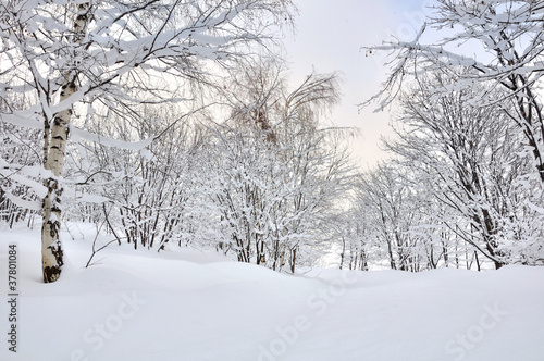 paysage hivernal
