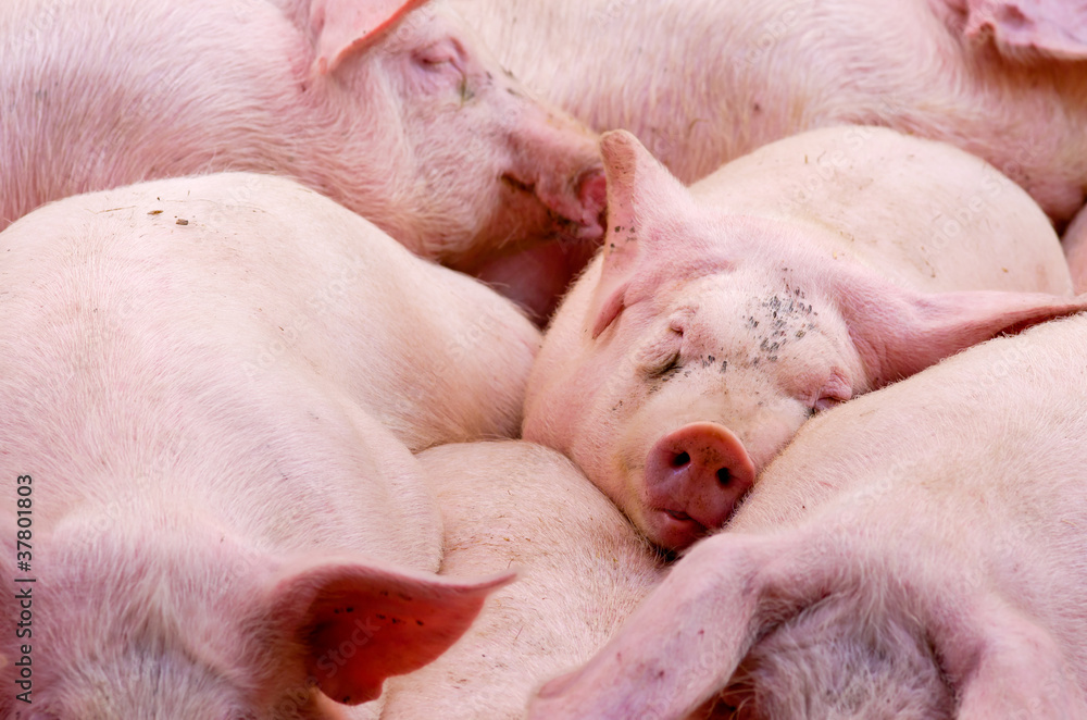 porc,pig,cochon,annecy,caïon,rose,élevage porc,pig,cochon,annecy,caïon,rose,élevage