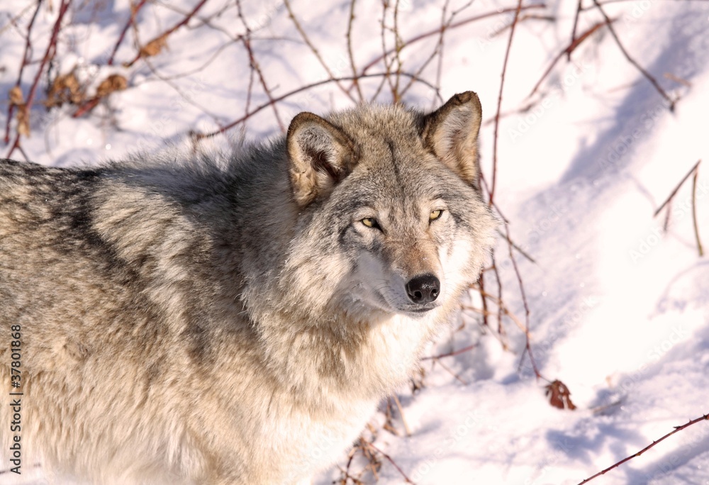 loup en hiver loup en hiver