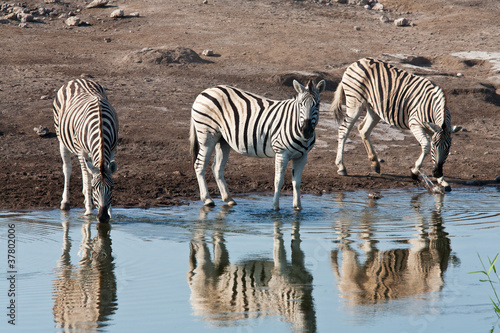 zebre che bevono