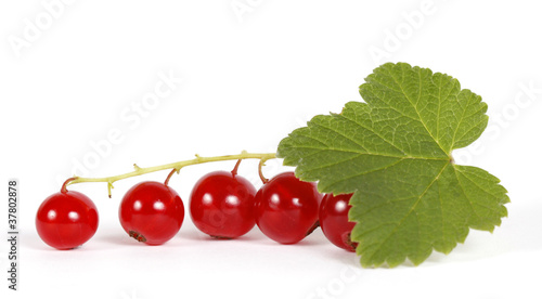 Redcurrants on the withe background