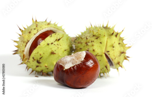 Chestnuts on the white background