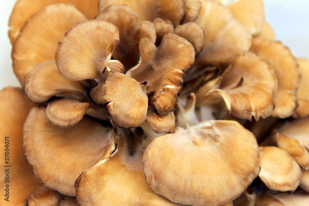 Maitake Mushrooms Maitake Mushrooms