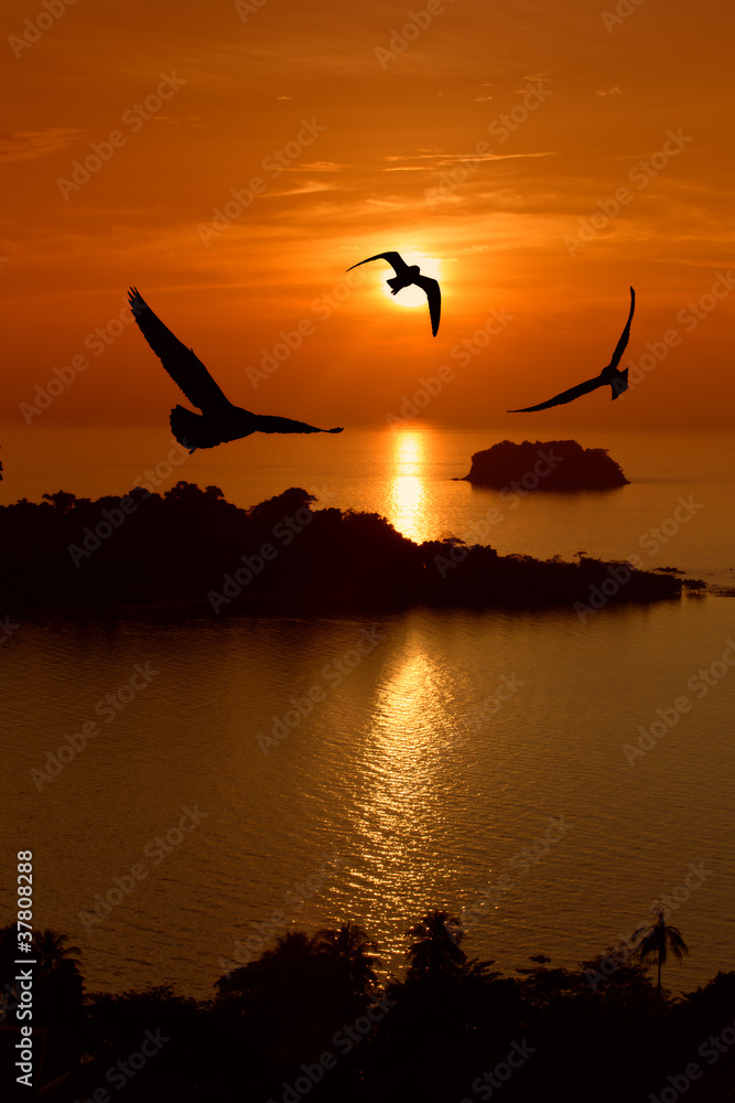 Seagull hover between sunset and orange sky.